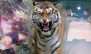 harimau